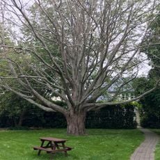Lincoln University California walnut