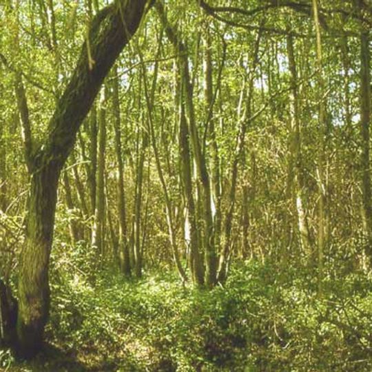 Riserva naturale Garzaia della Carola