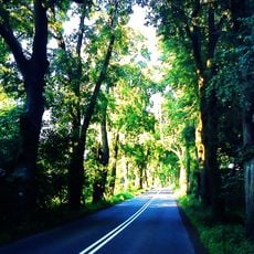 Aleja lipowa przy ul. Meteorytowej w Poznaniu