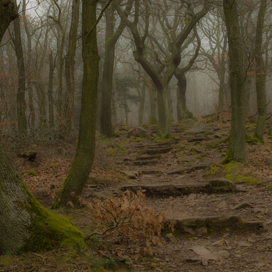 Niederwald bei Rüdesheim