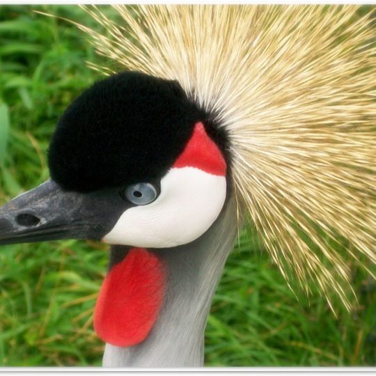 Vogelpark "De Lorkeershoeve"