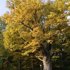 1 Eiche (Bühleiche)