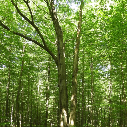 Vier-Buchen auf dem Karnberg bei Wanfried