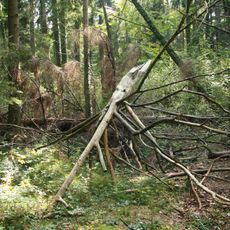 Eibenwald bei Paterzell