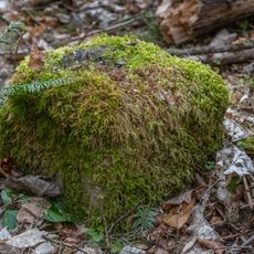 Grenzstein Rennweg in Fürth