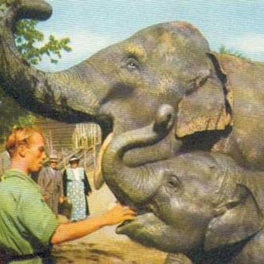 The elephants at Skansen