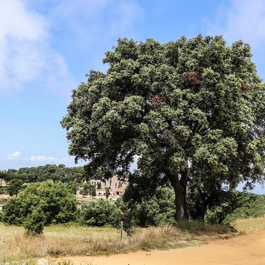 Alzina de Sant Mateu