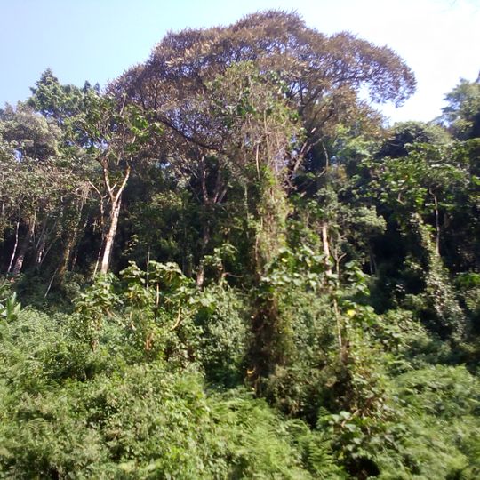 Parco nazionale di Kibira