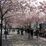 Bulevar de Cerejeiras em Flor de Estocolmo
