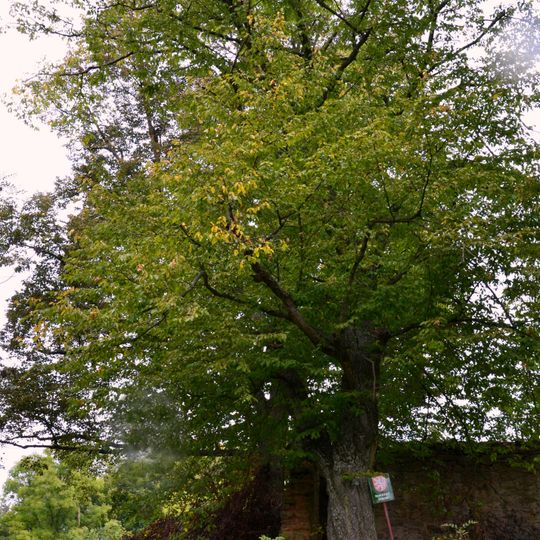 Jickovický habr - Varta