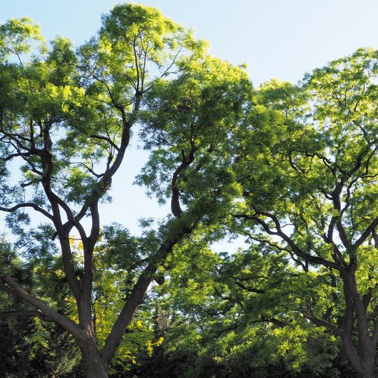 Schnurbaum Syringenplatz