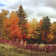 Hubbard Brook Experimental Forest