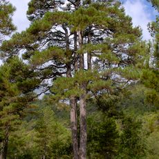 Pinassa de les Tres Besses