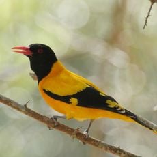 Parco nazionale di Sanjay