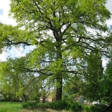 Quercus Robur, Lokhvytsia