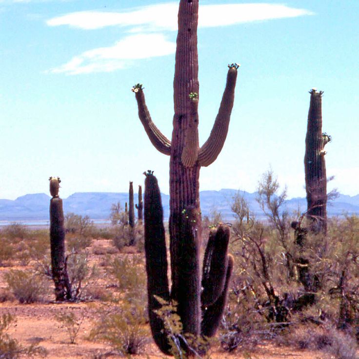 Parco Nazionale Saguaro