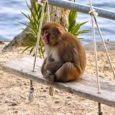 Awaji Monkey Center