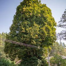 Lípa u Hlaváčova mlýna