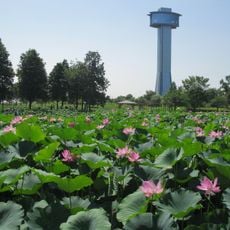 Ancient Lotus Park