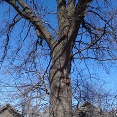 Quercus Robur, Khorol, Nebesnoi Sotni Street
