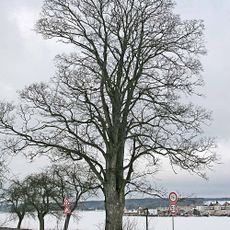 Javor klen u Cerekvice