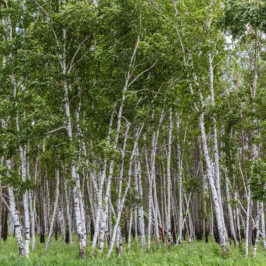 Tyukalinsky District