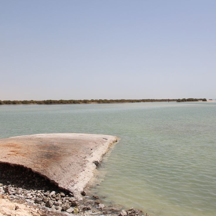 Mangroves d'Al Thakhira