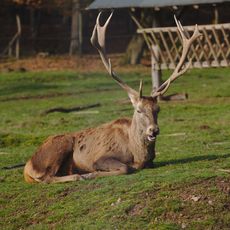 Wildfreigehege Wolfsrat