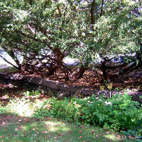 Gov. Thomas Hutchinson's Ha-ha