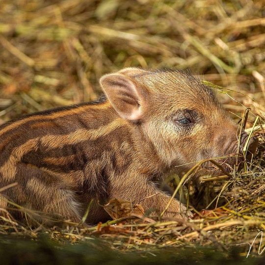 Wildpark Schloss Tambach