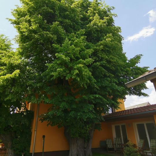 Winterlinde am Hausgiebel Gasthof Großkmehlen