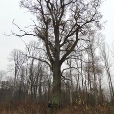 Putriškių ąžuolas