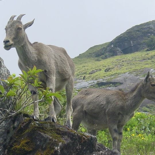 Mukurthi National Park