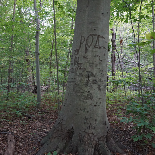 Seminary Woods St. Francis