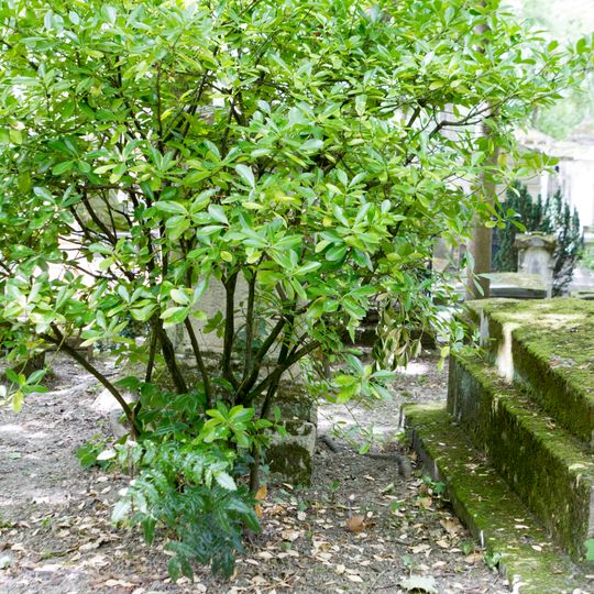 Grave of Unidentified17