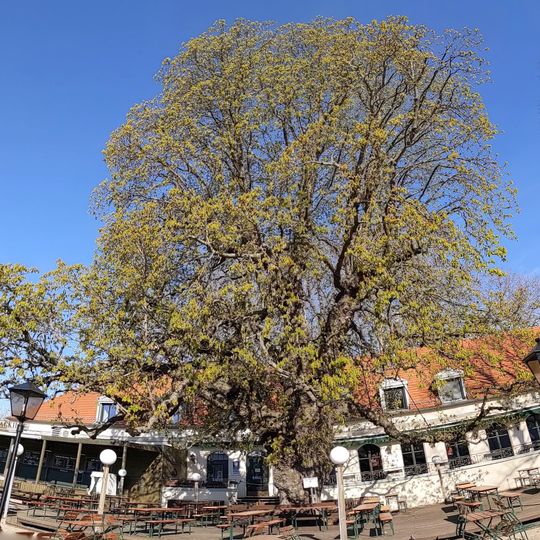 Balkan-Rosskastanie Alt-Moabit 143-145