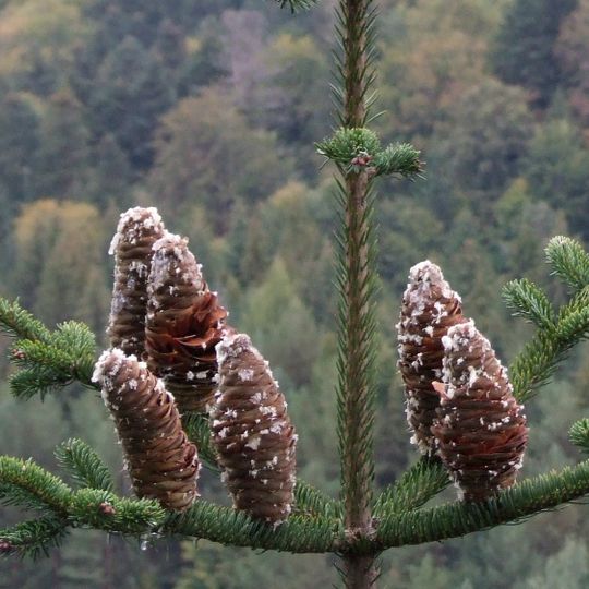 Arboretum de Chevreuil
