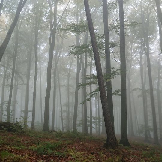 Rezerwat przyrody Lesisko