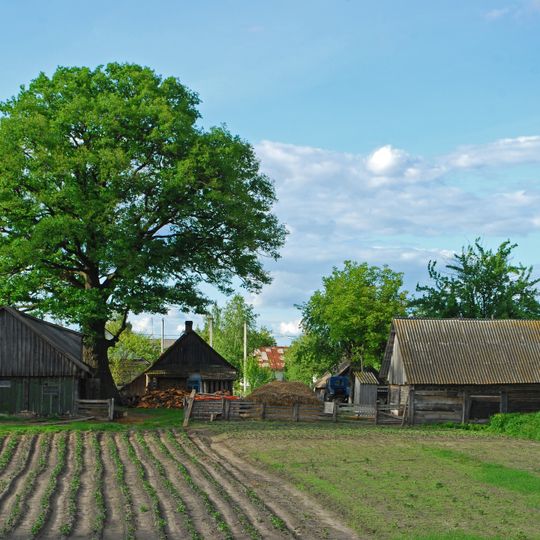 Eichen von Horodyschtsche