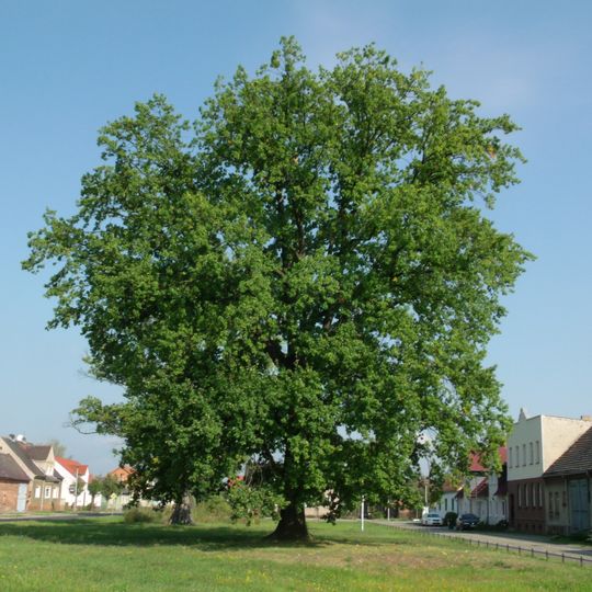 Naturdenkmal [[Eichen