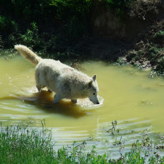 The Wild Animal Sanctuary