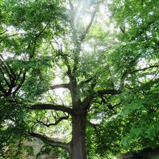 Lípa císaře Františka I.