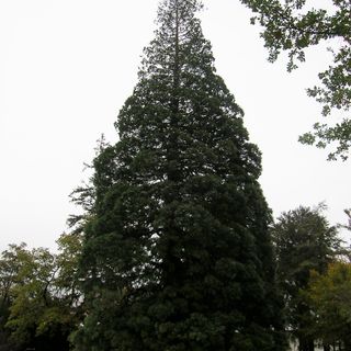 Sequoia monumentale del parco del castello Baron Gamba