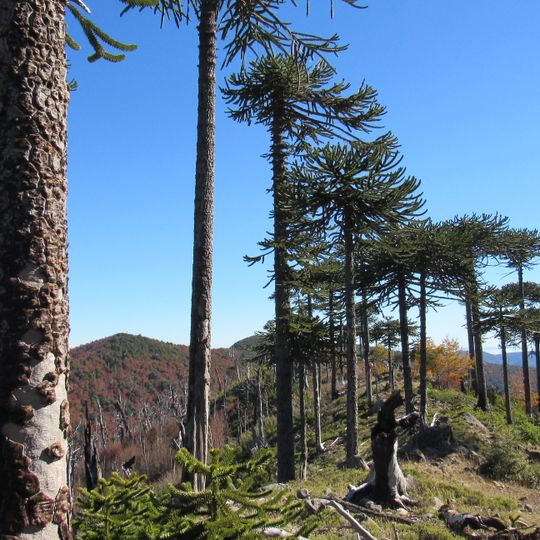 Reserva nacional Malleco