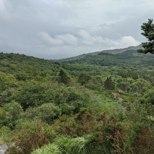 Glengarriff Harbour and Woodland