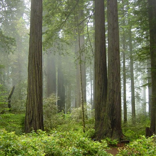 Parque nacional y parques estatales de Redwood