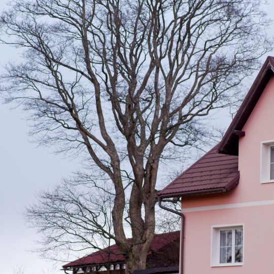 Kleny v Kostelní Bříze