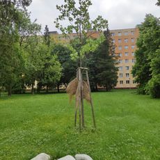 Liliovník tulipánokvětý u Gymnázia Olgy Havlové