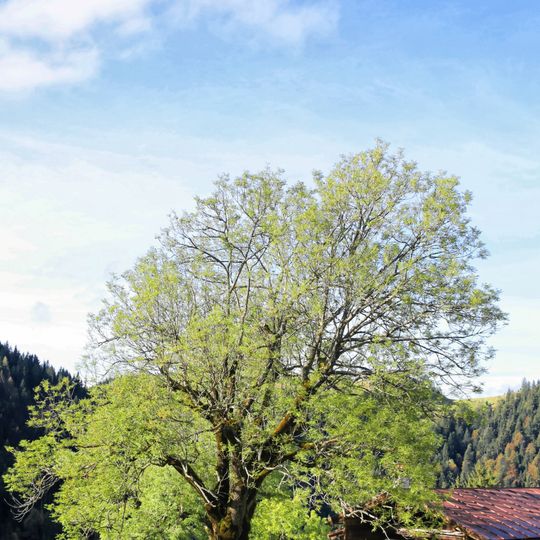 Alm, sogenannte Thalalm