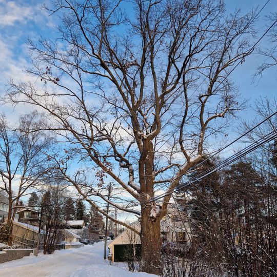 Ullern Terrasse/Åsbakken